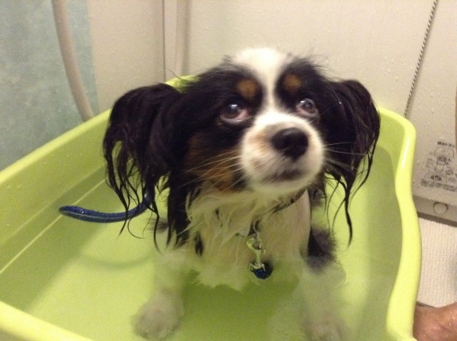 犬のお風呂嫌いを治す入浴方法 暴れる原因や湯船の温度とは 暮らしのなるほど情報